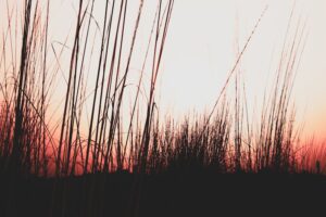 Hardiness in High-Stakes Environments
