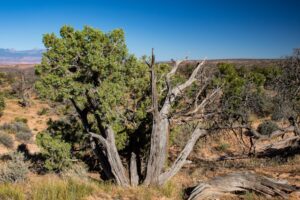 Hardiness in the Workplace Enhancing Employee Resilience